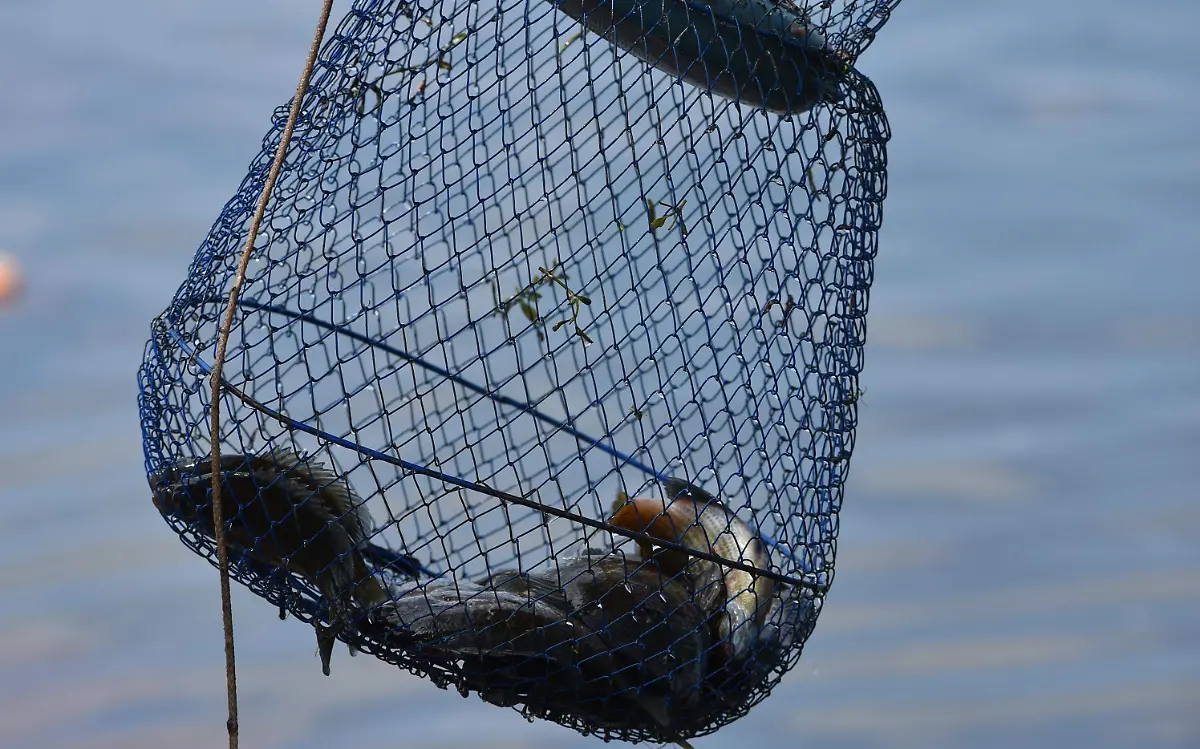 pesca 11 nota de mariano
