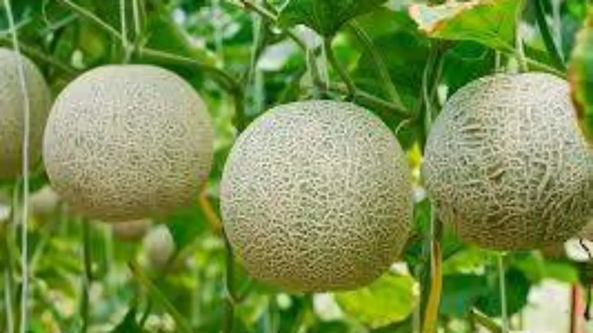 melón