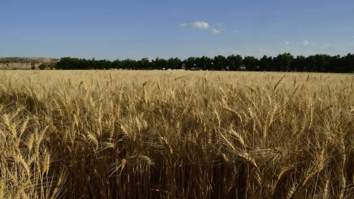 Agricultura