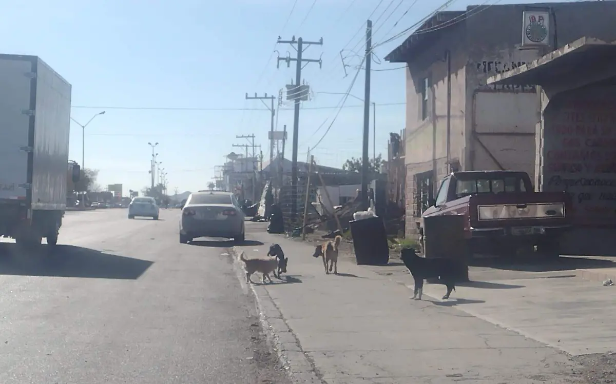 perros-callejeros