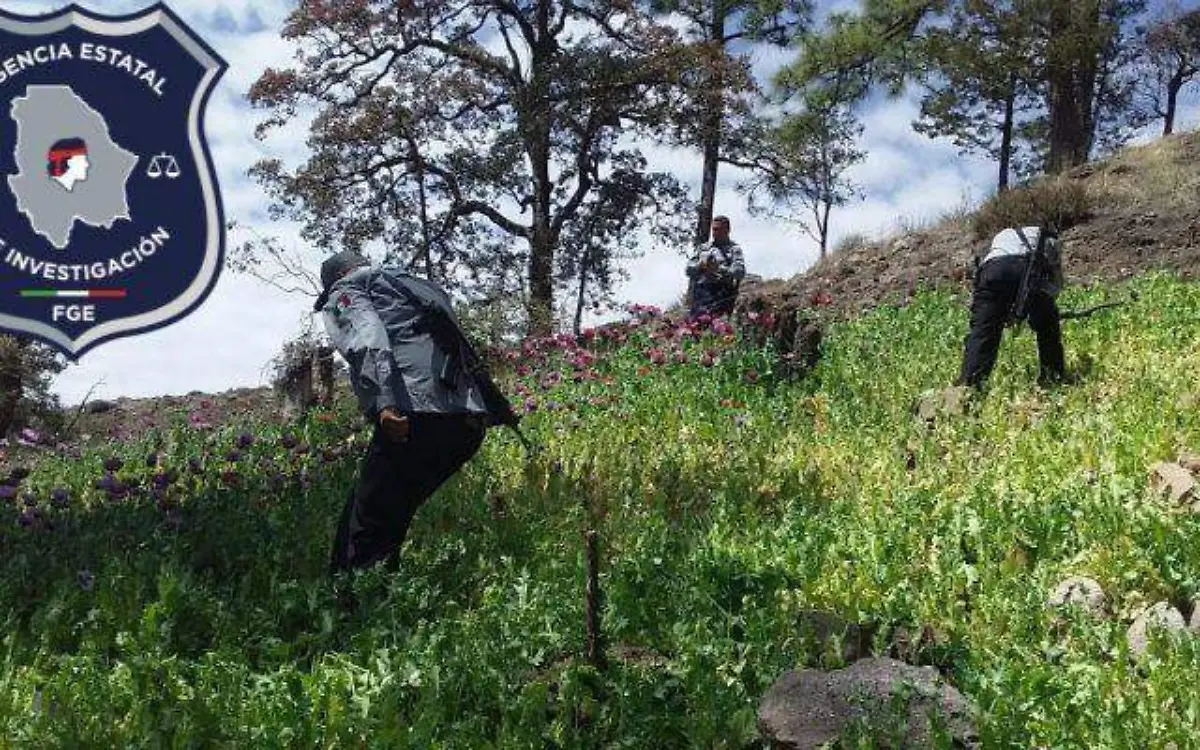 amapola