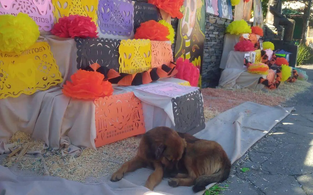 altar perritos