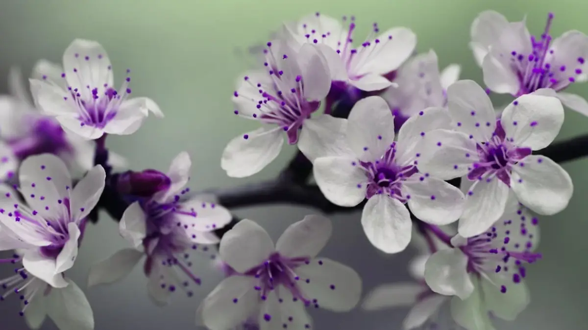 Primavera