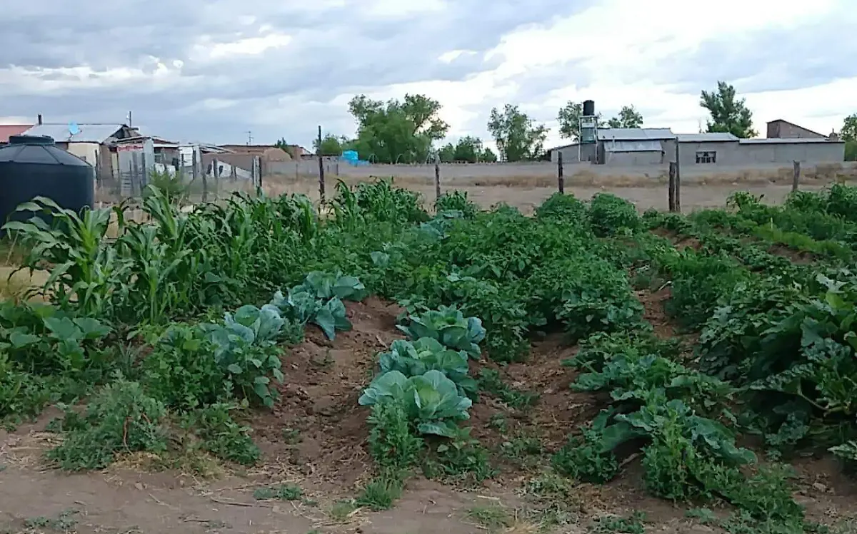 cultivo