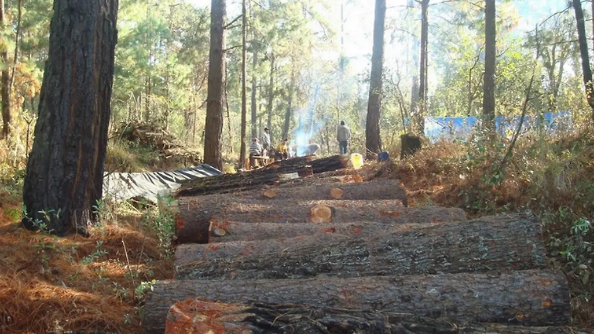 madera el sol de toluca