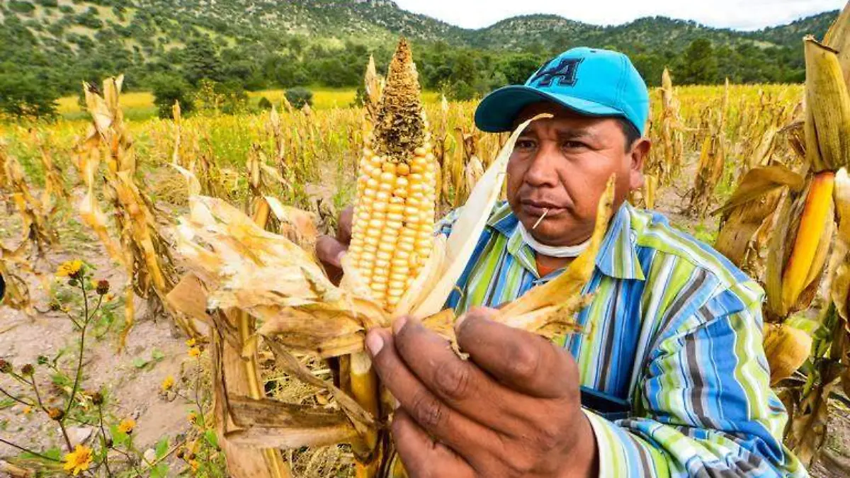 GERA- maiz no se logro  (24)