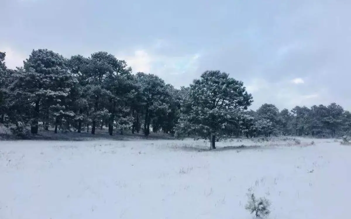 Nieve Estado de Chihuahua 2020 (6)