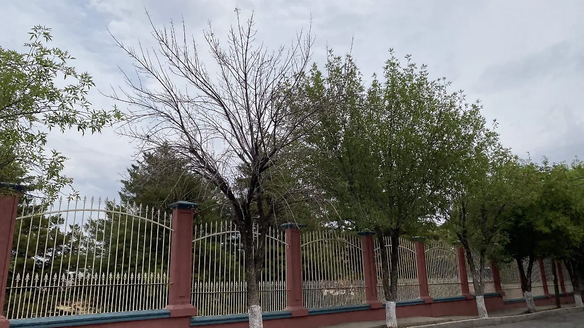 Árboles secos en CNOP 3