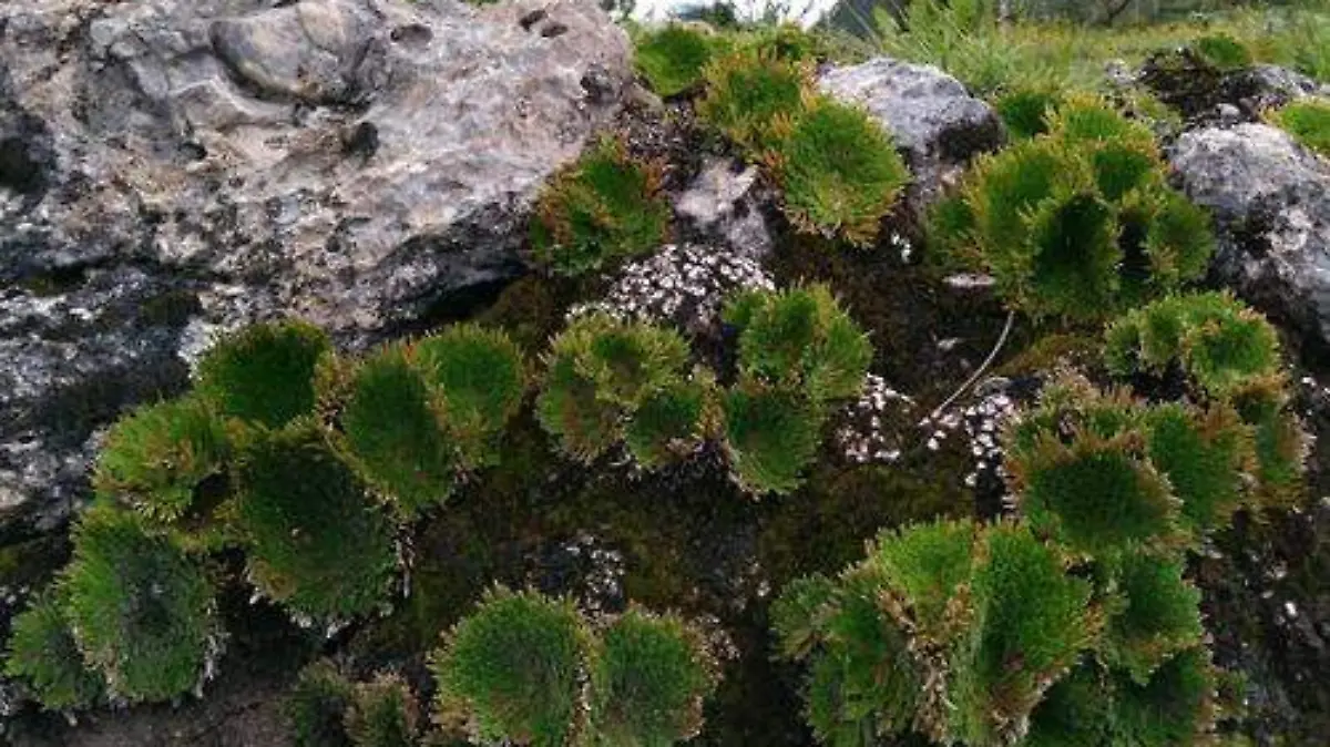 DORADILLA 5