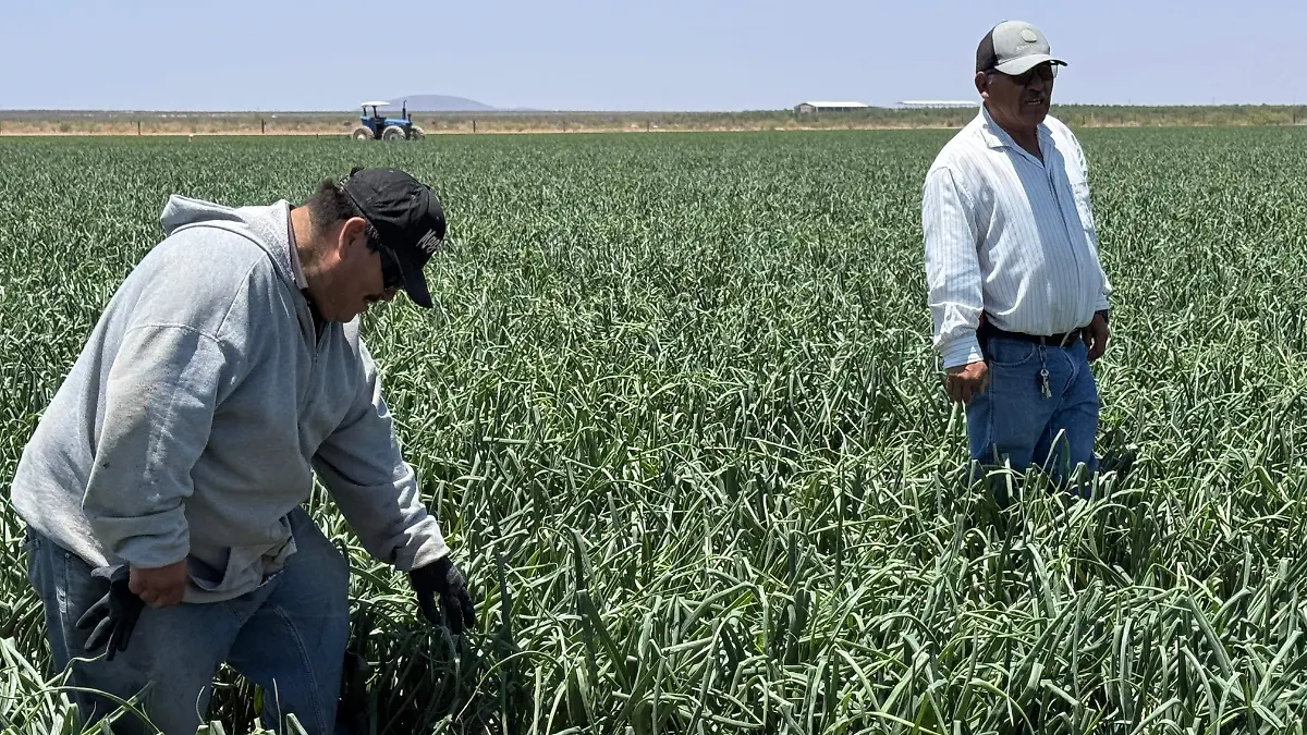 Prevén duplicidad de jornaleros contratados para la cosecha de cebolla en el distrito Río Florido de Jiménez
