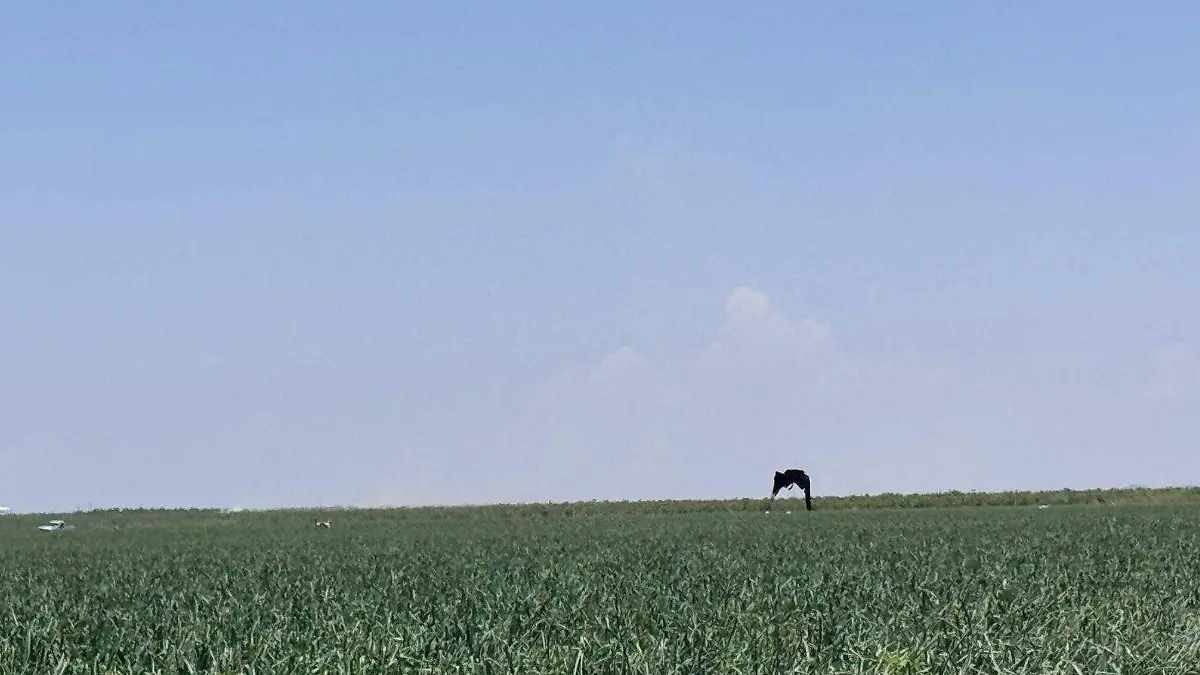 Prevén duplicidad de jornaleros contratados para la cosecha de cebolla en el distrito Río Florido de Jiménez
