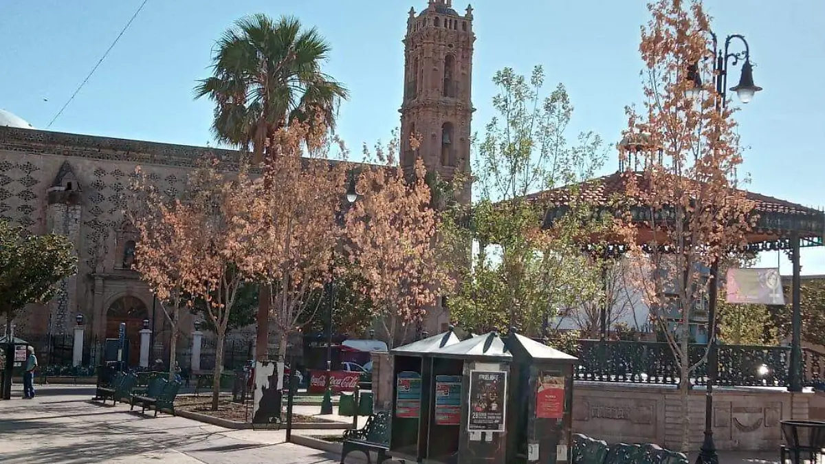 Árboles secos en la plaza Principal 