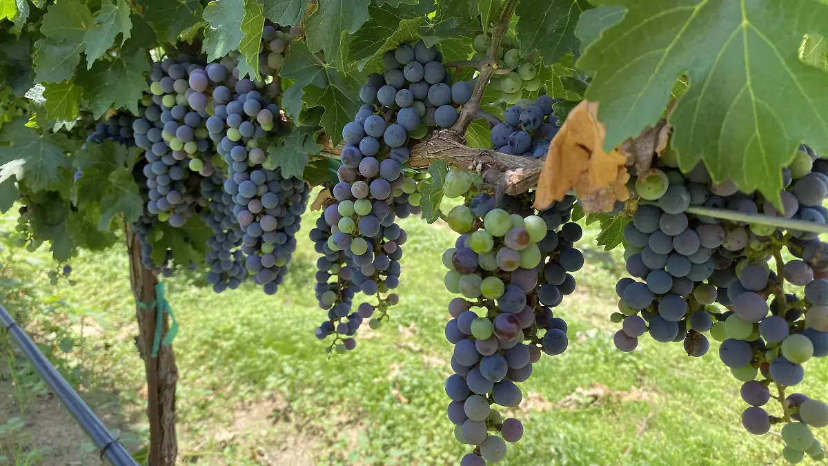 Uvas de viñedo Casa Vazqueño