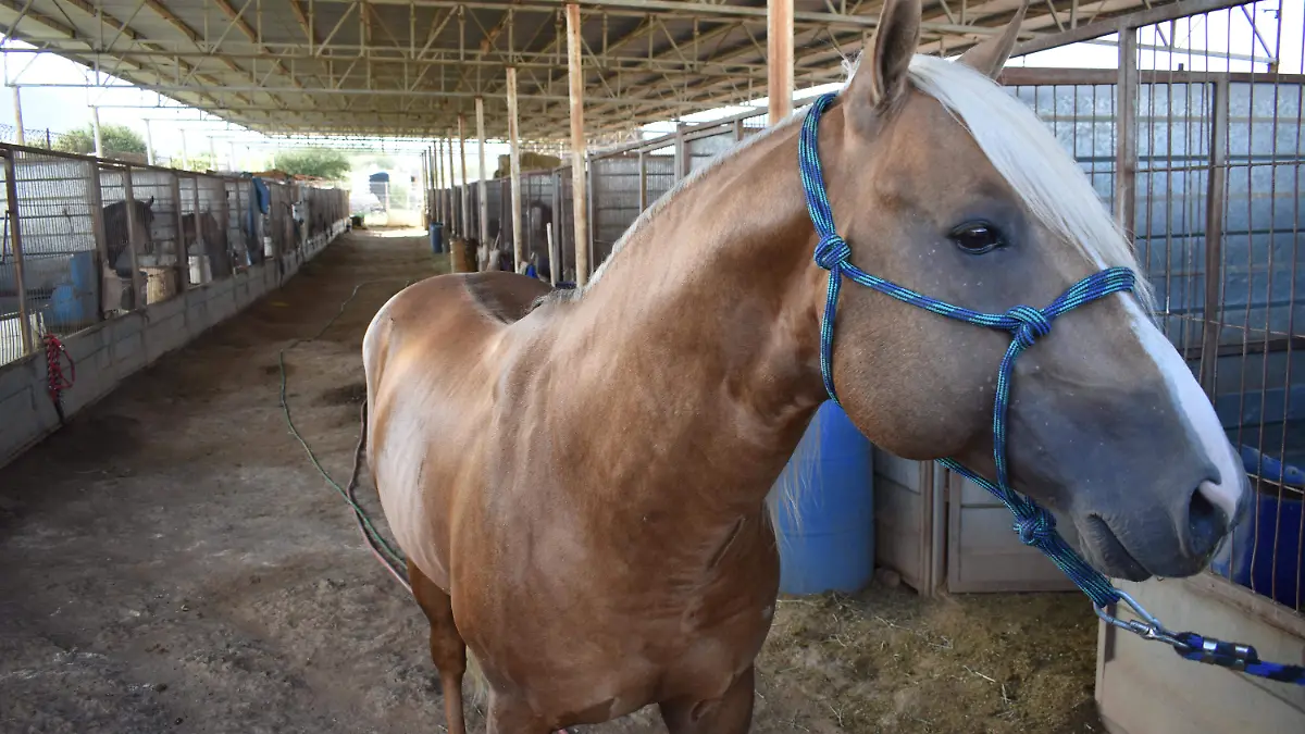 caballos 1