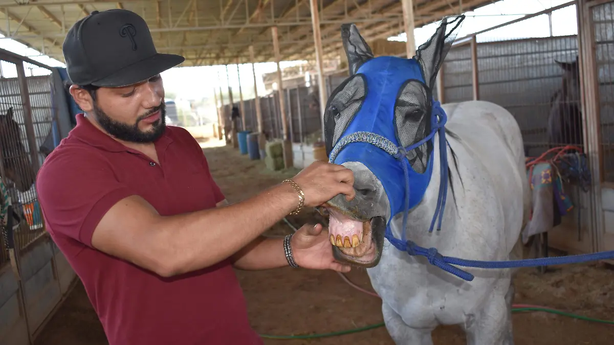 caballos 7