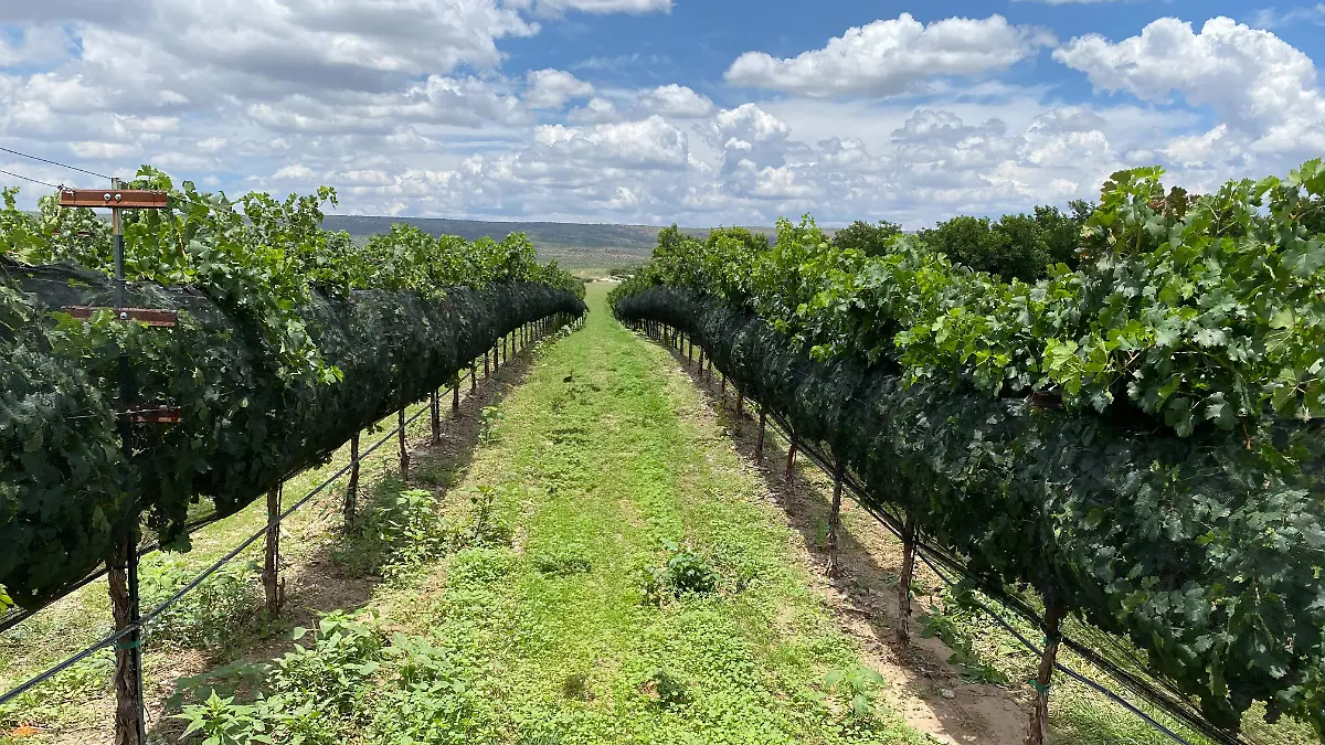 Viñedo Casa Vazqueño 1