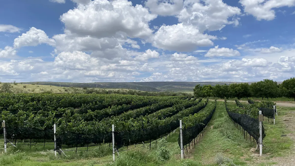Viñedo Casa Vazqueño 2