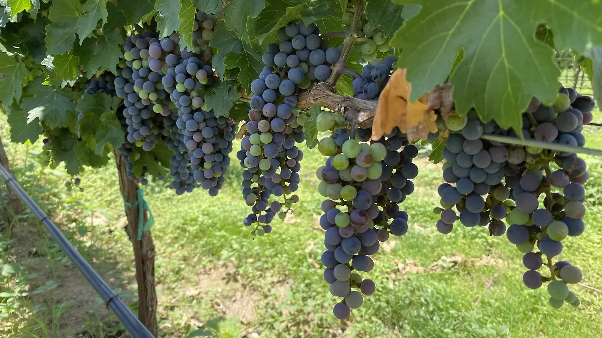 Viñedo Casa Vazqueño 5