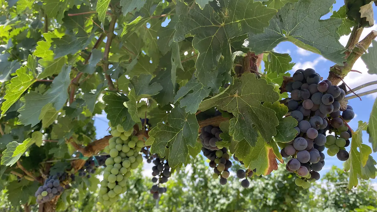 Viñedo Casa Vazqueño 6