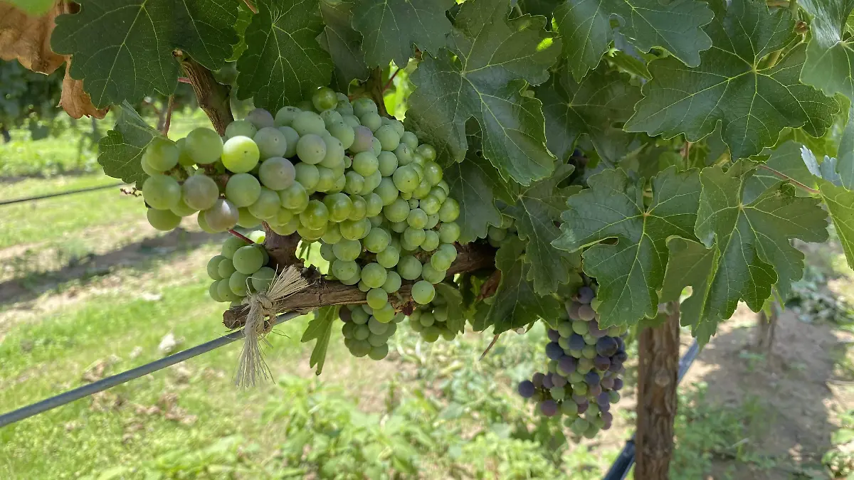 Viñedo Casa Vazqueño 7