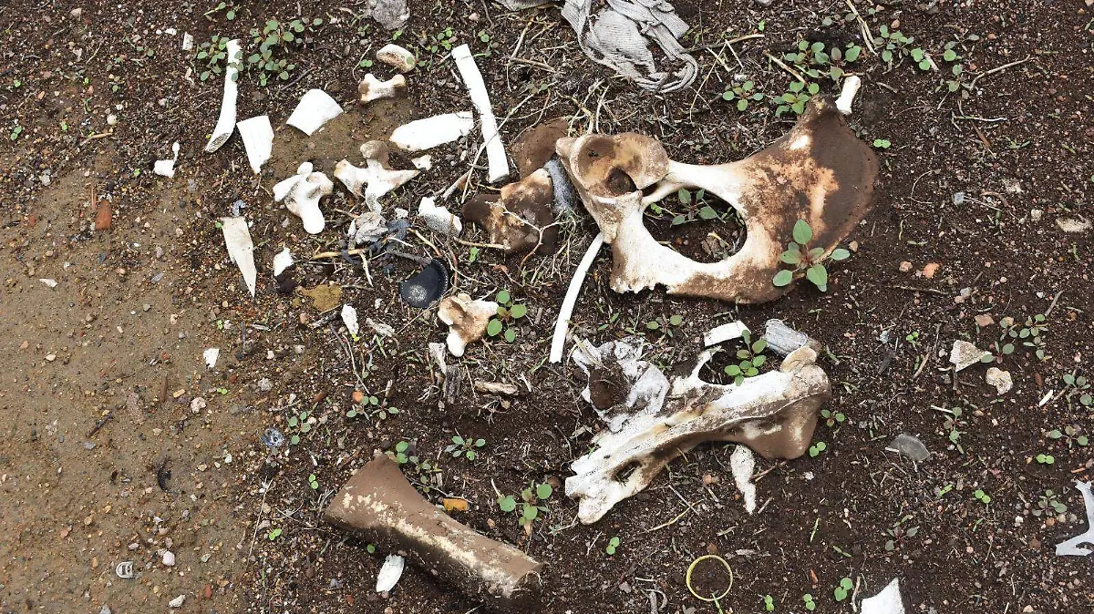 Huesos de animales en inmediaciones de la presa