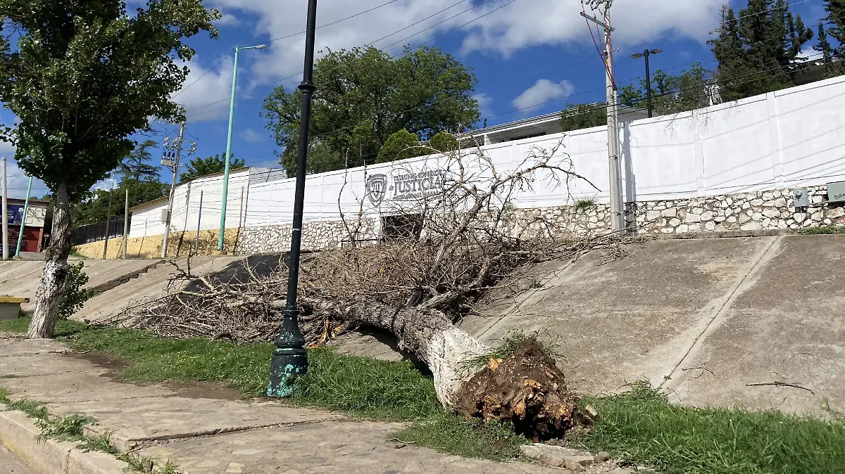 Arbol caido en vialidad del Río 