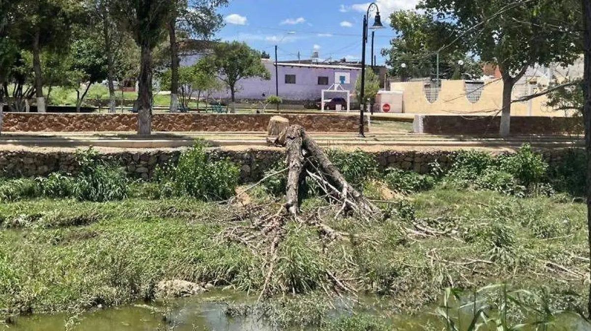 Uno de los árboles con hongo rojo derribado 