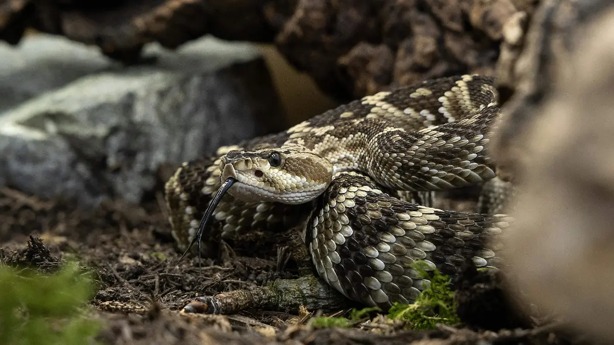 crotalus atrox