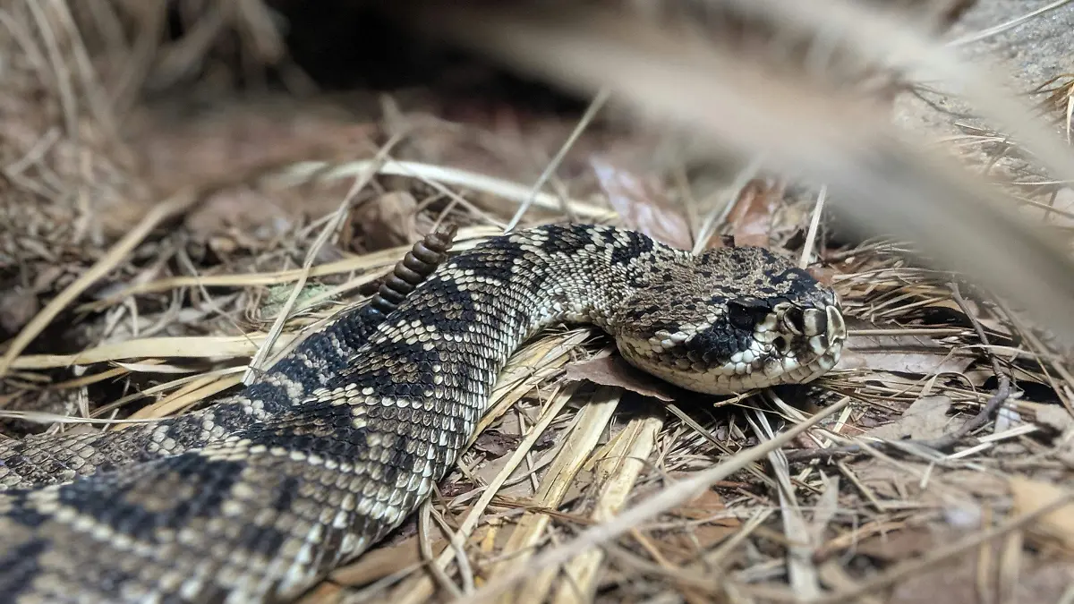 crotalus scutulatus