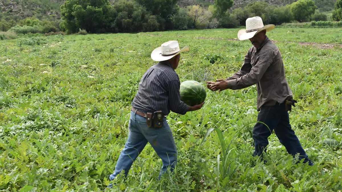 Sandías Valle de Zaragoza 