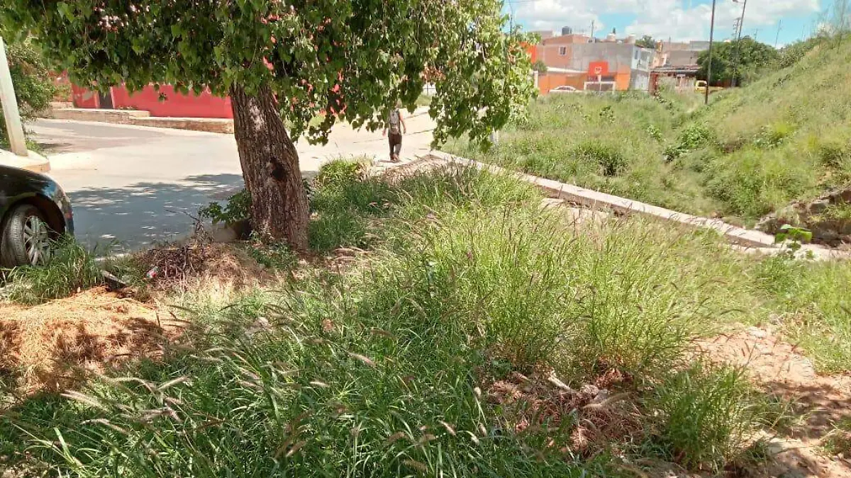 Área a intervenir en la colonia Morelos con reforestación 