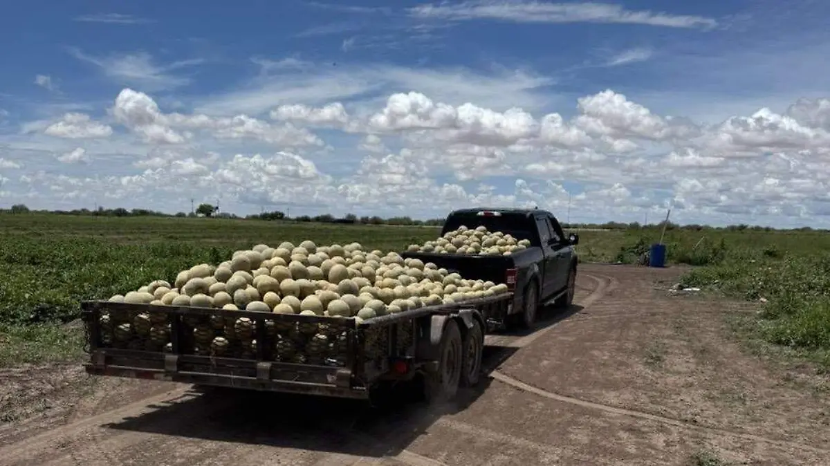 Camionetas cargadas de melón en Jimenez