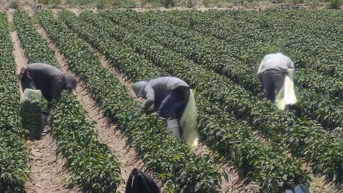 Pizca de chile en Jiménez