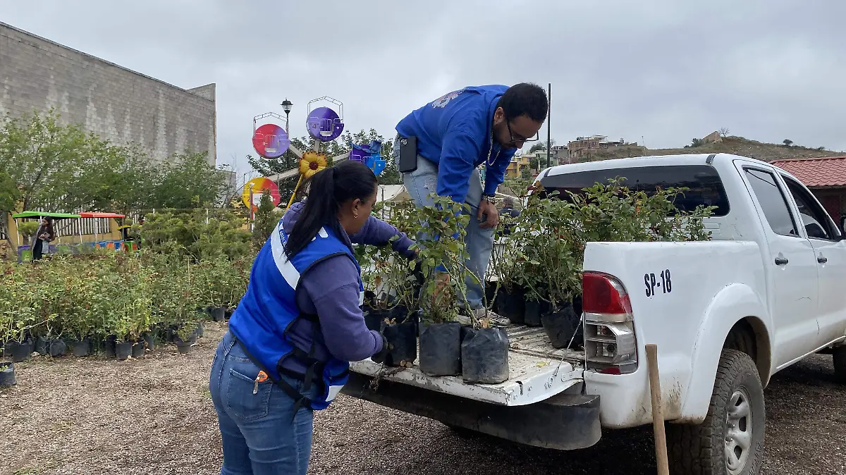 Árboles son trasladados a centros comunitarios 