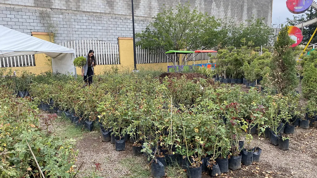 Árboles y plantas en Vívero de la ciudad del Niño