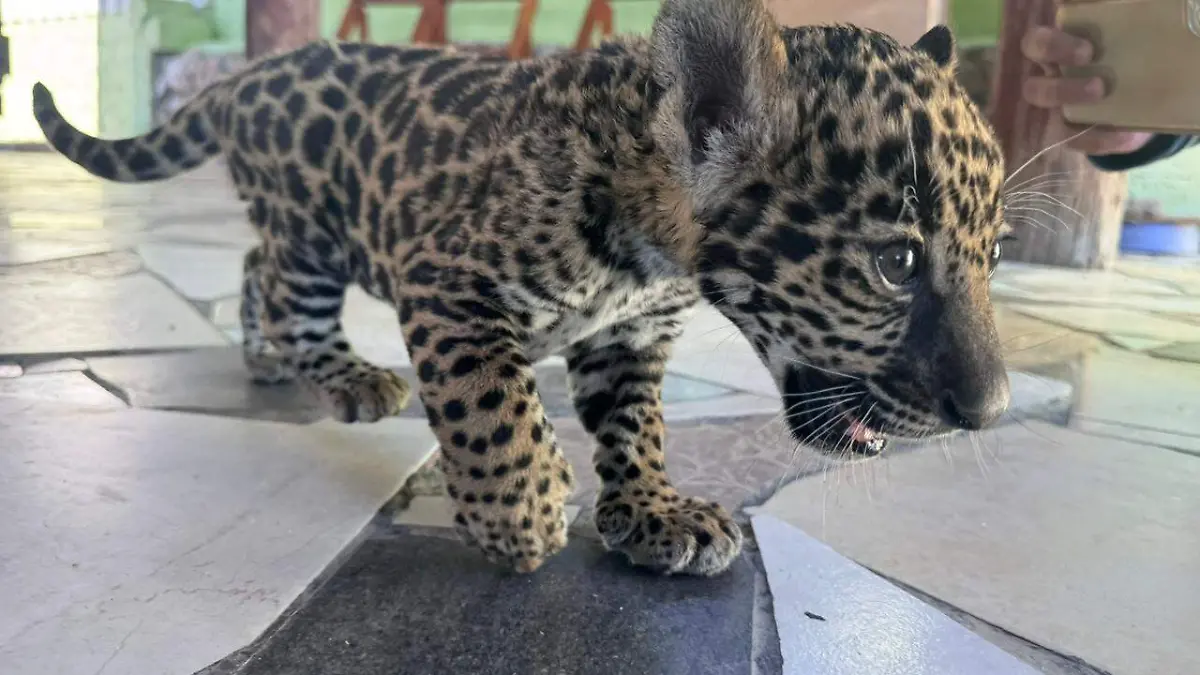 JAGUAR 4