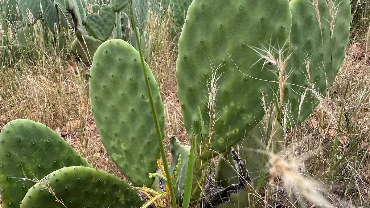Nopal