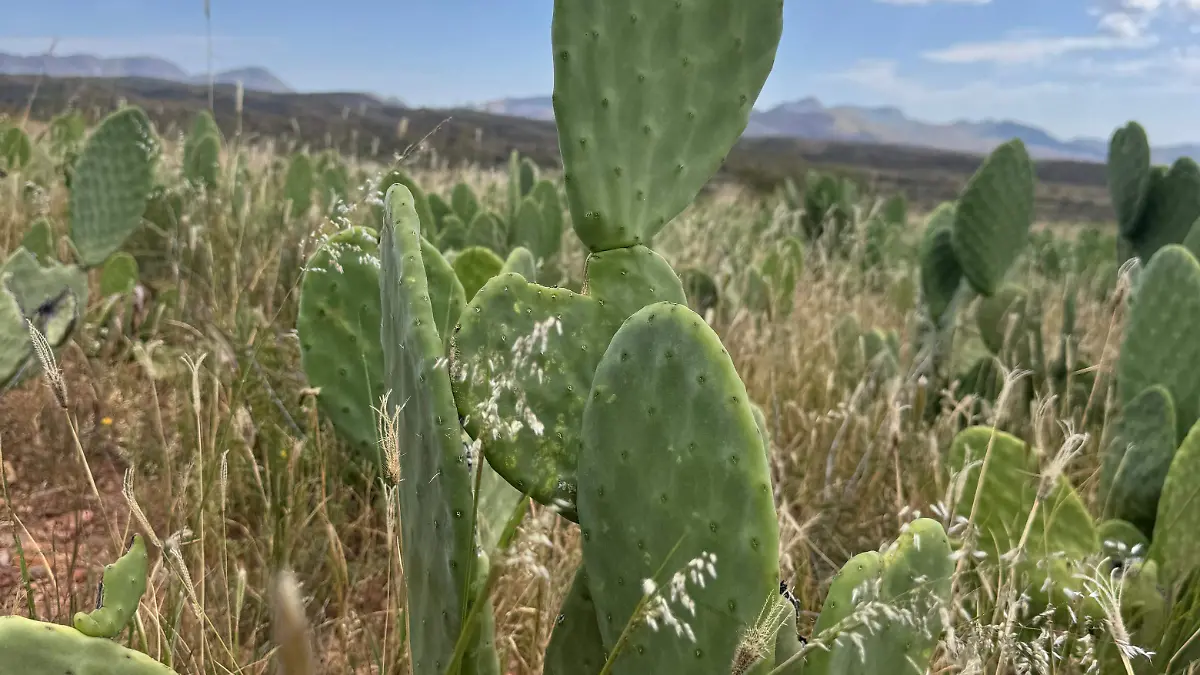 Nopal