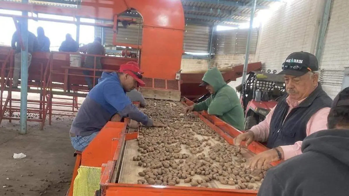 Proceso para limpiar y seleccionar la nuez