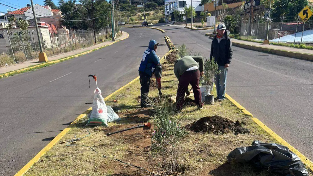 reforestacion