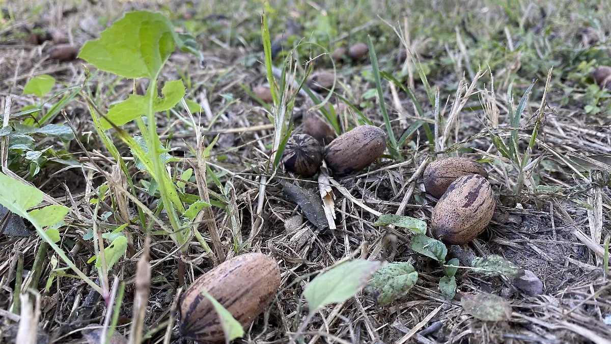 Nueces en el suelo esperando ser cosechadas 