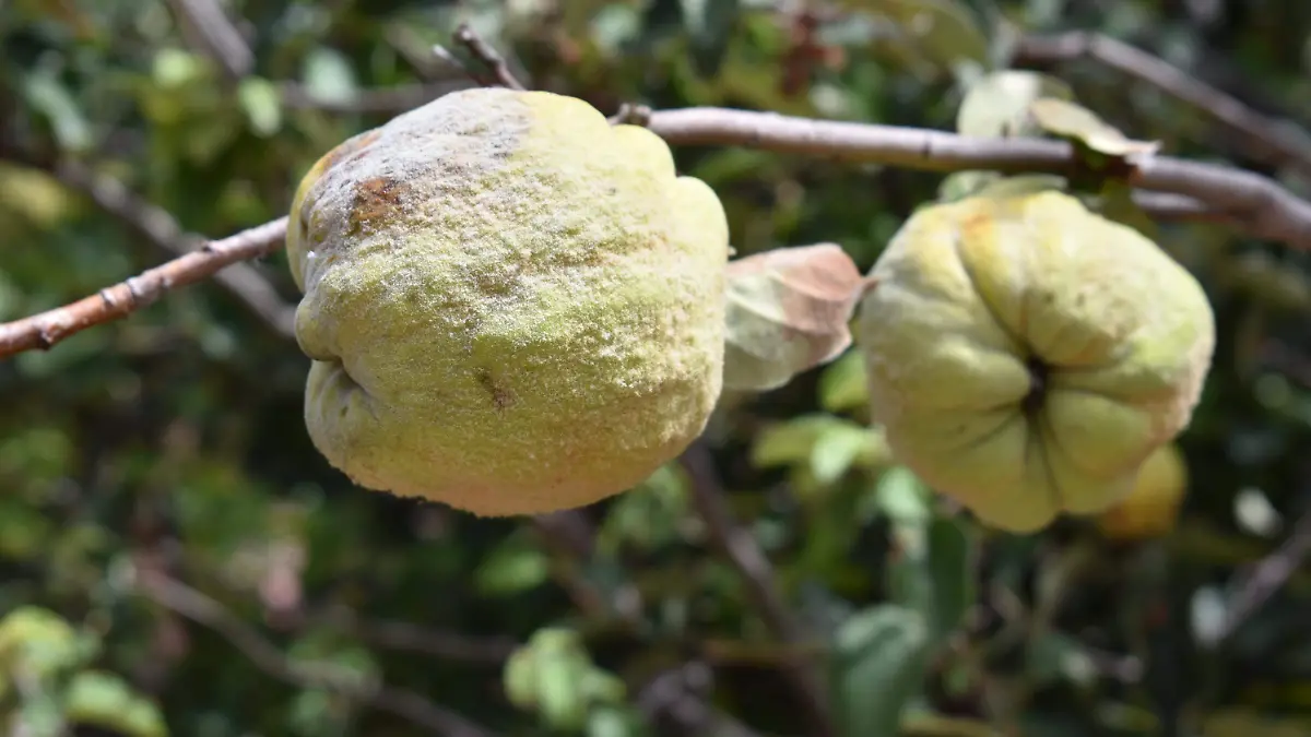 MEMBRILLO 2 semanario