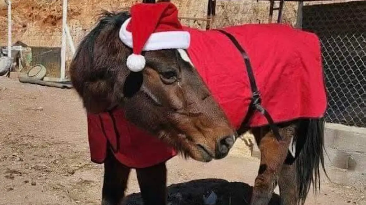 WhatsApp Image 2025-11-20 at 1.32.27 PM