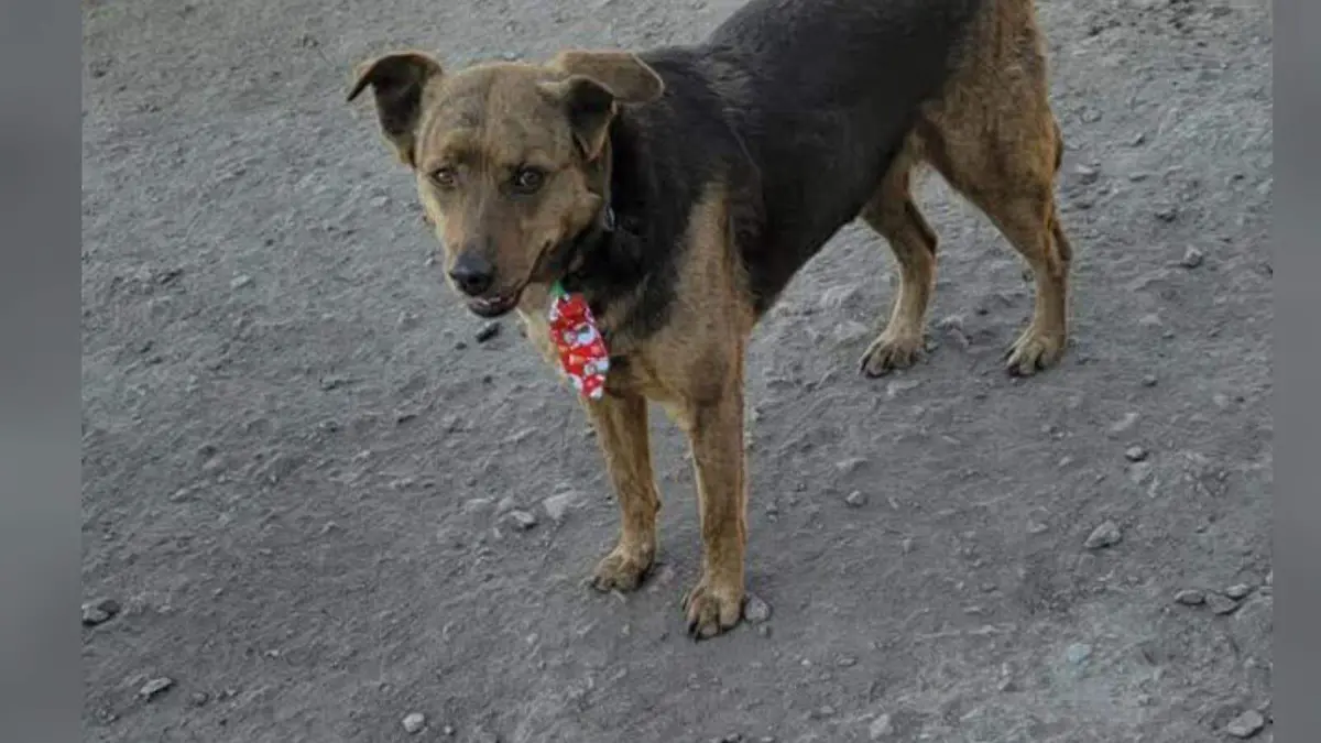 Posada Canina a cargo de Escuadron Canino