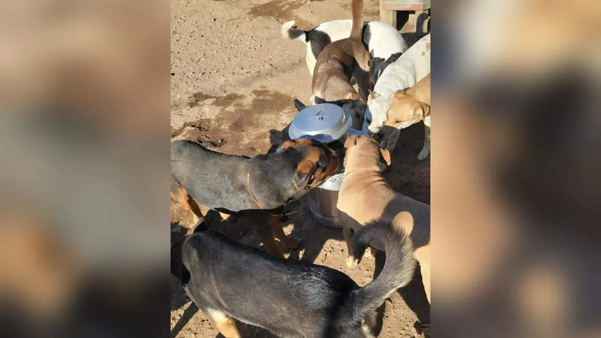 Posada Escuadron Canino