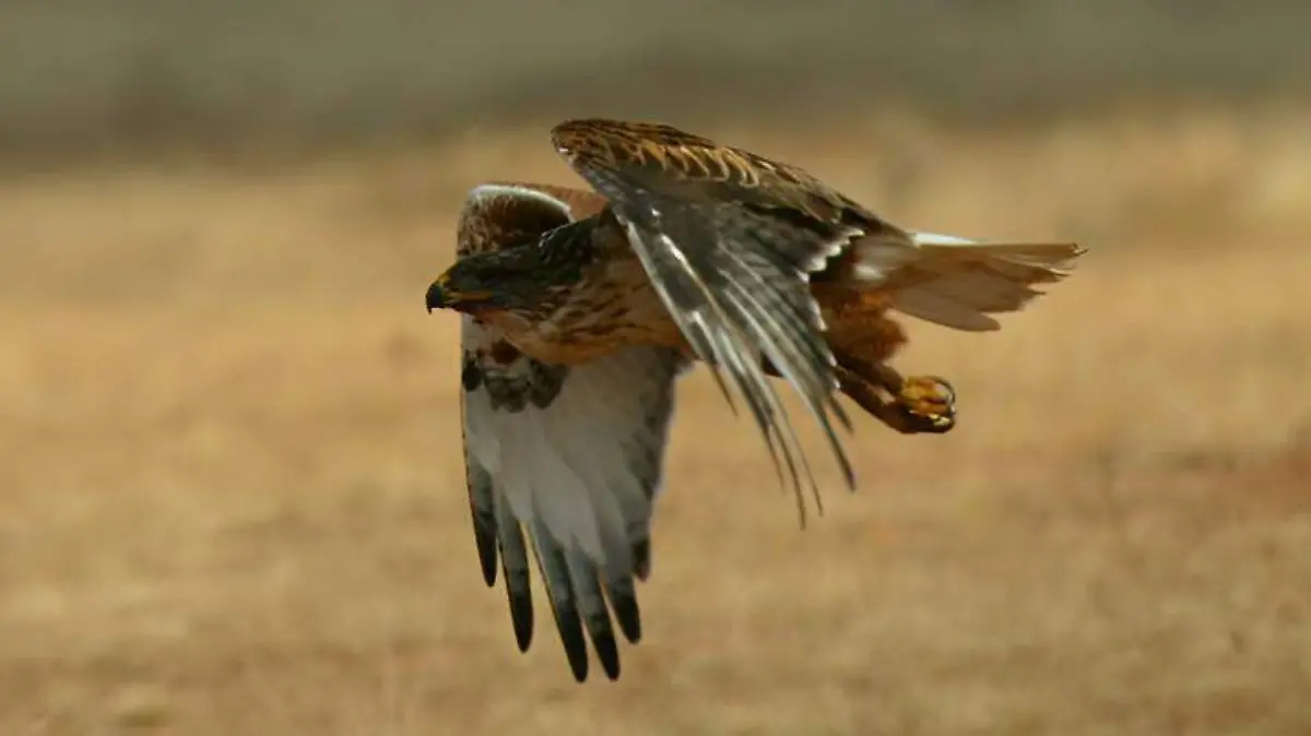 Animales en peligro de extinción, Sierra tarahumara
