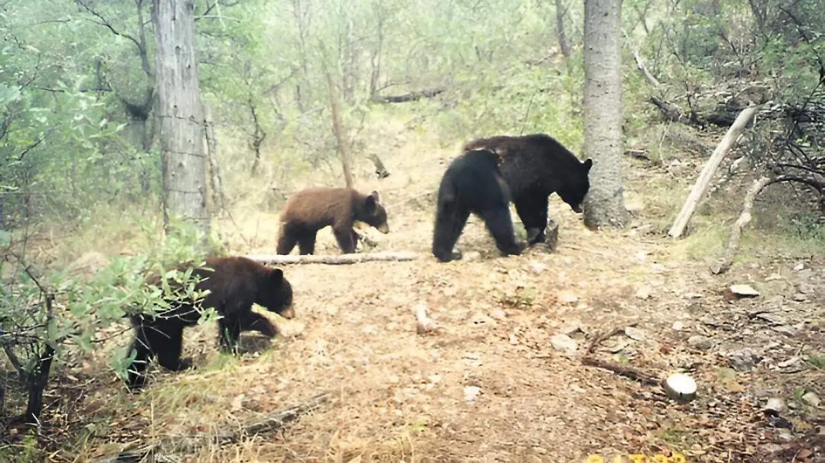 Animales en peligro de extinción, Sierra Tarahumara 