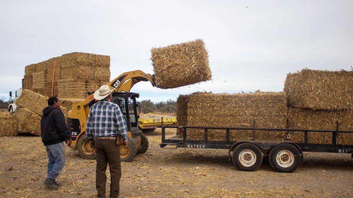 entrega de pacas 1b9bf143-bb78-44d6-bb23-866d8802021b (1)