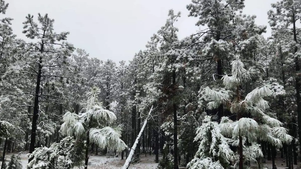 Nevada Guedalupe y Calvo 3