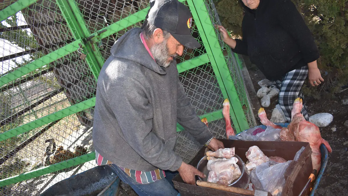 cuidador 2. Isabel "El Güero" Garibay 13 años cuidando y dando de comer a los animales de la granja del Carmen. 